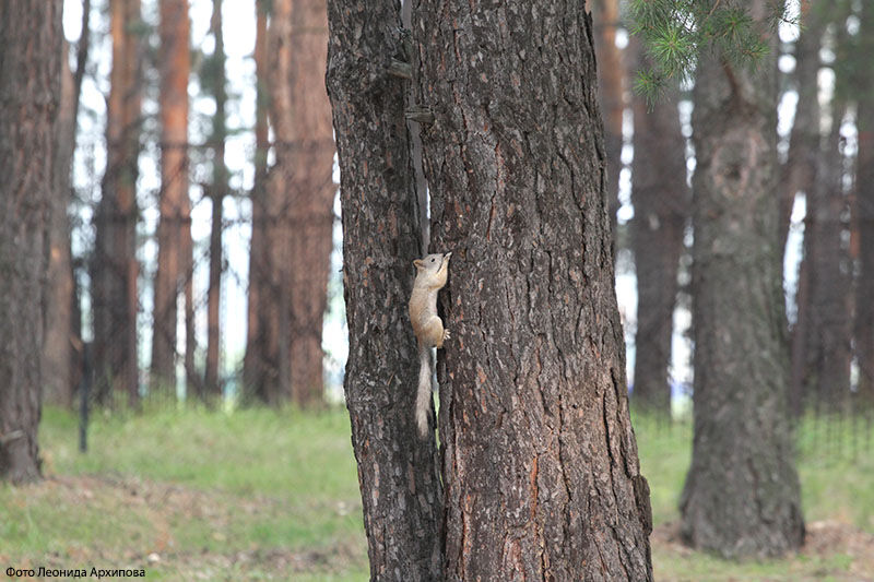 В Кургане вновь продлен запрет на посещение лесов