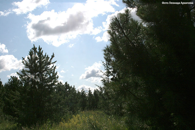 Курганцы смогут помочь природе