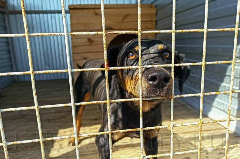 В Курганском муниципальном приюте для бездомных животных появились новые вольеры