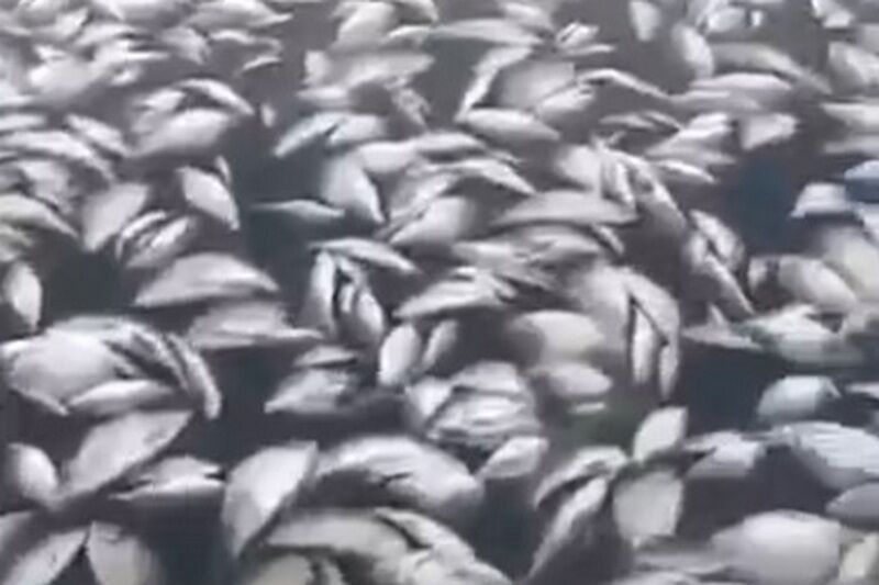 Аномальная жара привела к массовой гибели рыбы в Курганской области