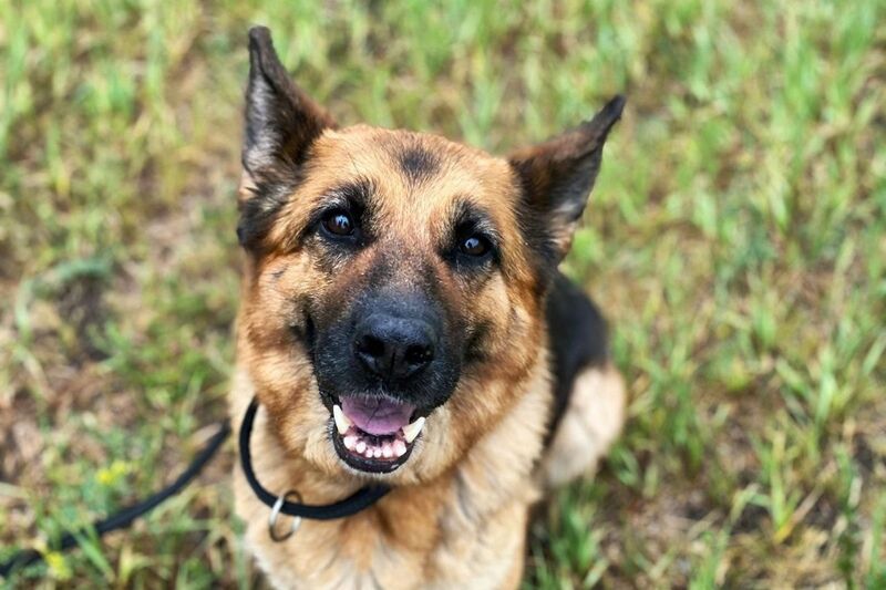 Курганцы могут забрать полицейскую служебную овчарку