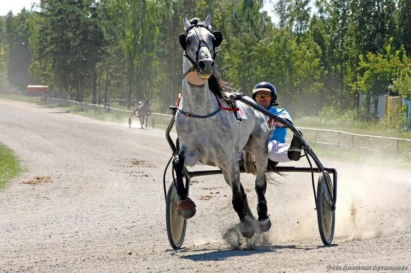 На Курганском ипподроме разыгран Кубок губернатора Курганской области