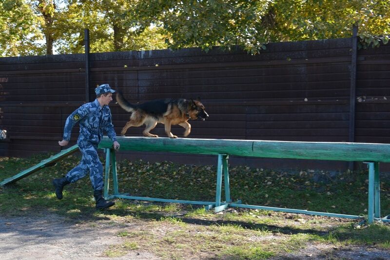 Курганцы могут бесплатно взять себе служебных овчарок