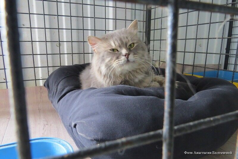 Кошкам из курганского приюта для бездомных животных подарили лежанки, когтеточки и корм