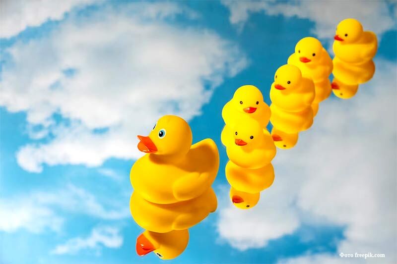 Почему утята плавают строем?