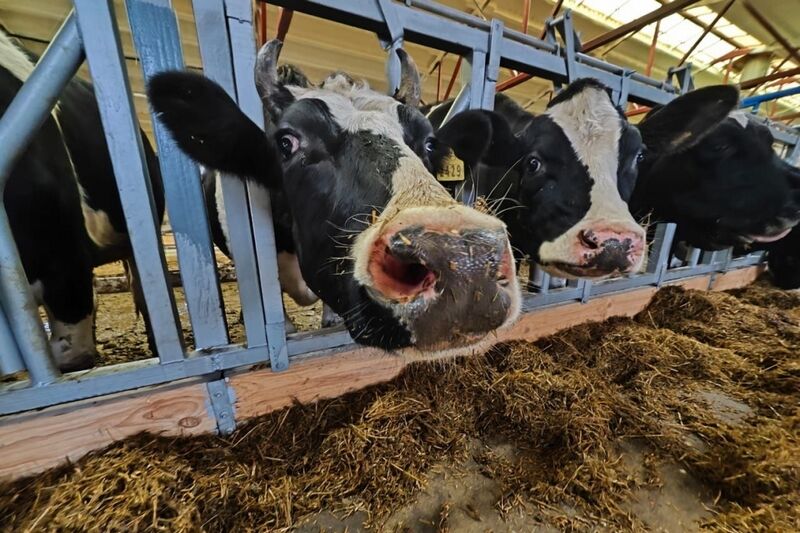 В Курганской области строят свою кибердеревню