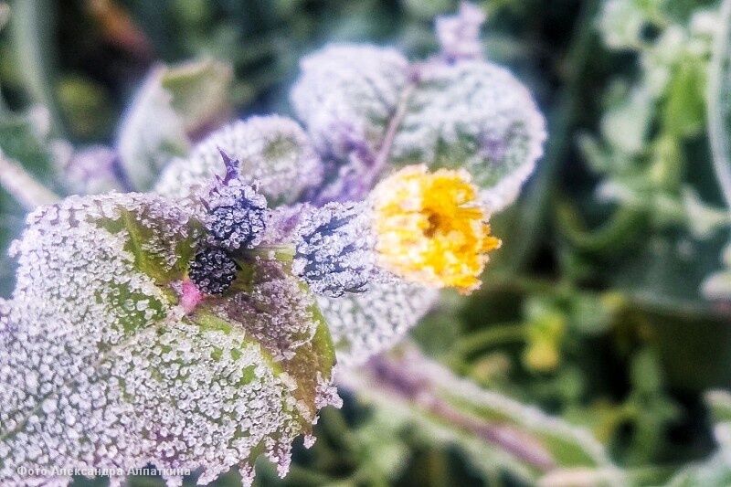 Можно ли было застраховать клумбу на даче от заморозков