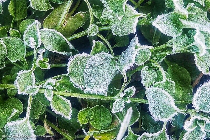 В Курганской области ожидаются первые осенние заморозки