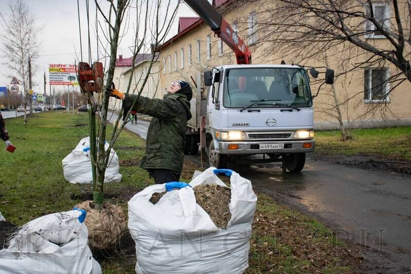 На улицах Кургана высаживают новые деревья
