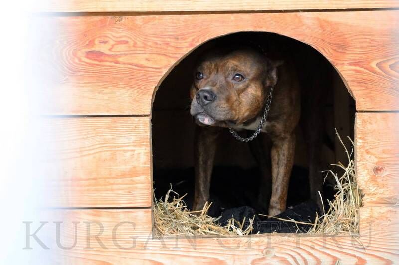 В Кургане ищут дом для стаффордширского терьера
