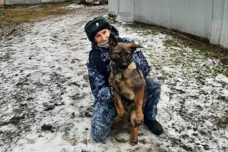 Четыре щенка немецкой овчарки поступили на службу в курганские колонии