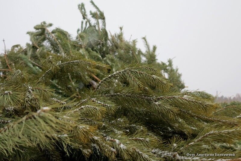 В Кургане переработали около 150 ёлок