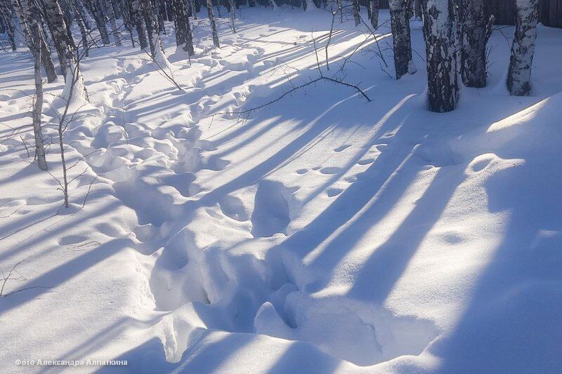 Жителей Курганской области просят не терять бдительности из-за волков