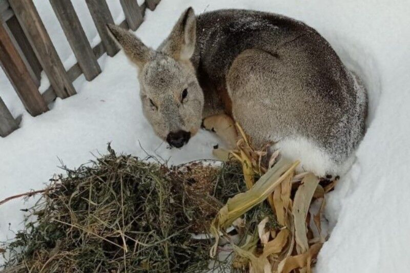 Ветеринар спас косулю, которая сломала ногу