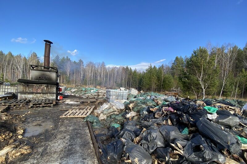 В Курганской области ликвидировали незаконную свалку из трупов свиней и крупного рогатого скота