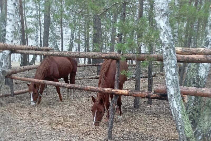 В Курганской области предприниматель отказался превентивно эвакуировать лошадей из затопляемой зоны