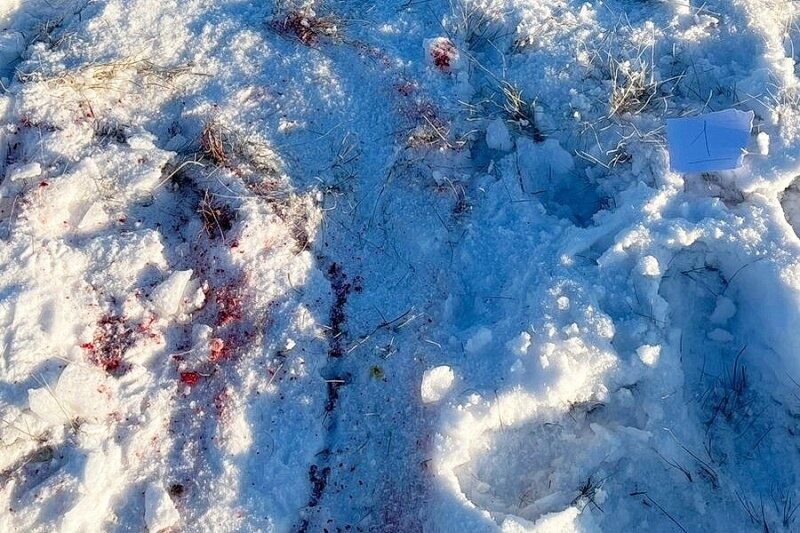 Зауральца наказали за незаконную добычу 14 косуль