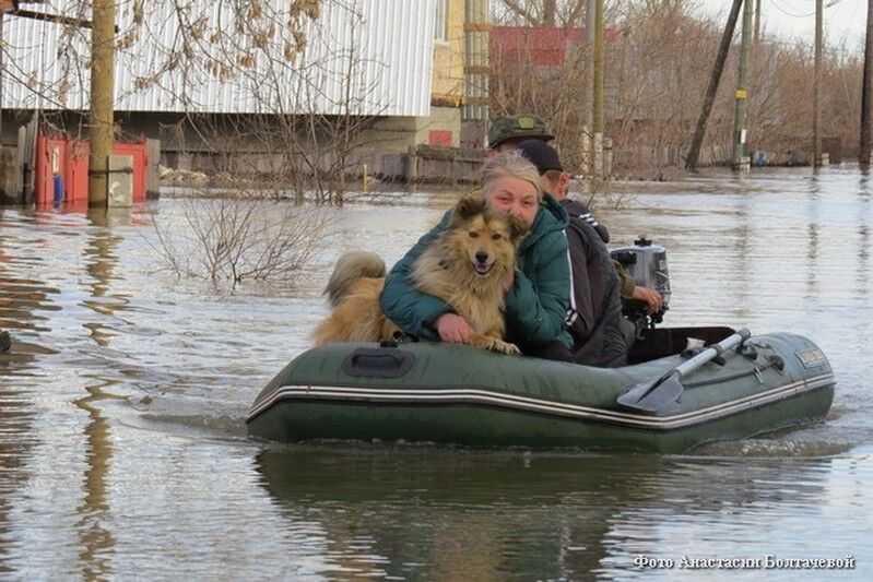Курганцы спасают животных за Кировским мостом