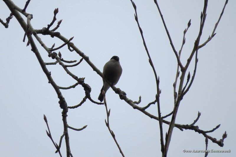 Курганцам расскажут о правильной подкормке птиц зимой