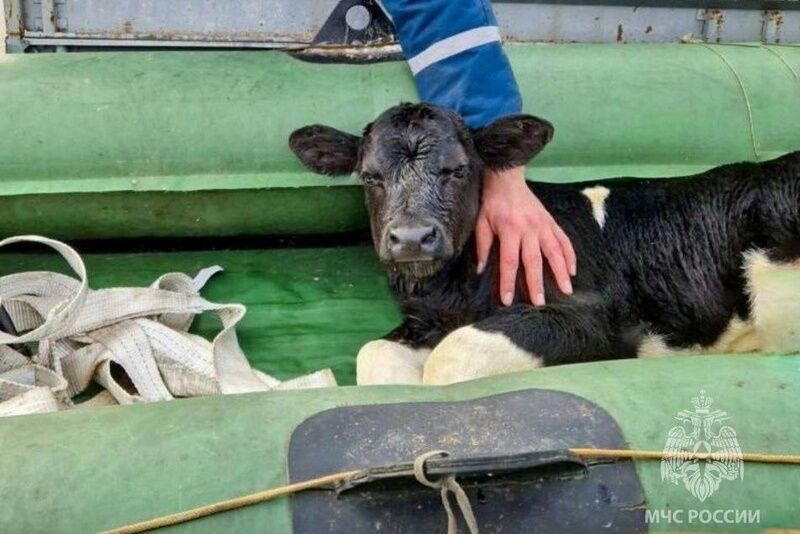 В Курганской области спасли новорожденного телёнка из зоны затопления