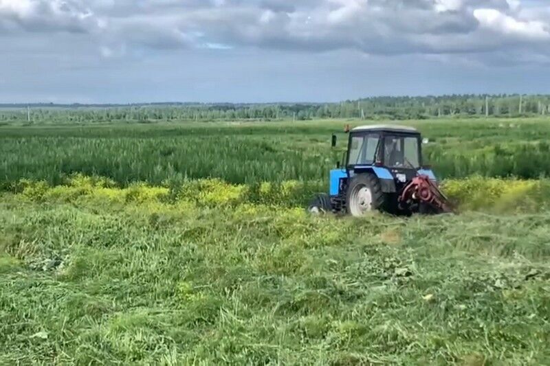 В Шадринском округе уничтожили 30 гектаров конопли