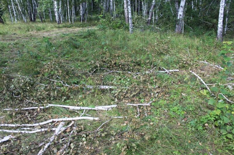 Зауральцы незаконно спилили берёз почти на полмиллиона