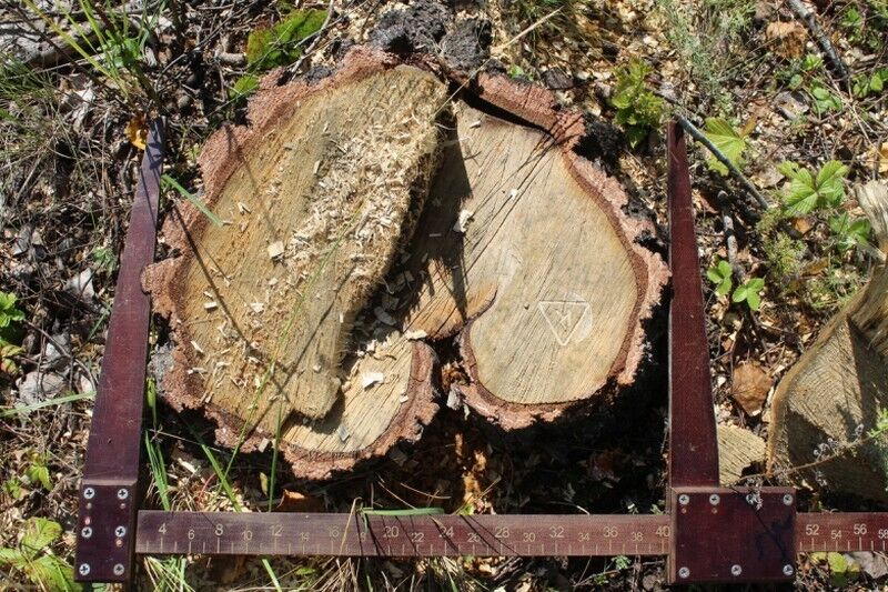 Зауралец незаконно нарубил берёз на 100 тысяч рублей