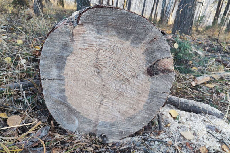 Зауралец незаконно вырубил 20 сухих сосен
