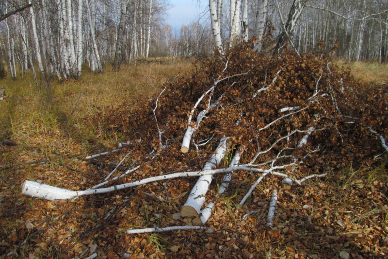 Двое зауральцев нарубили деревьев на миллион