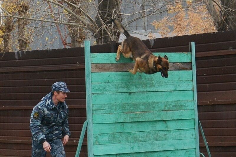 В Кургане назвали лучших служебных собак