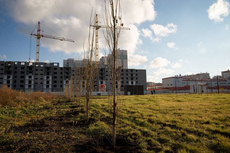 В курганском парке высадили молодые пирамидальные тополя