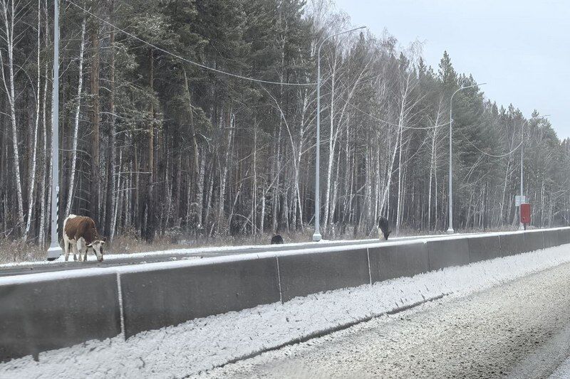 На трассе между Екатеринбургом и Челябинском скопились коровы