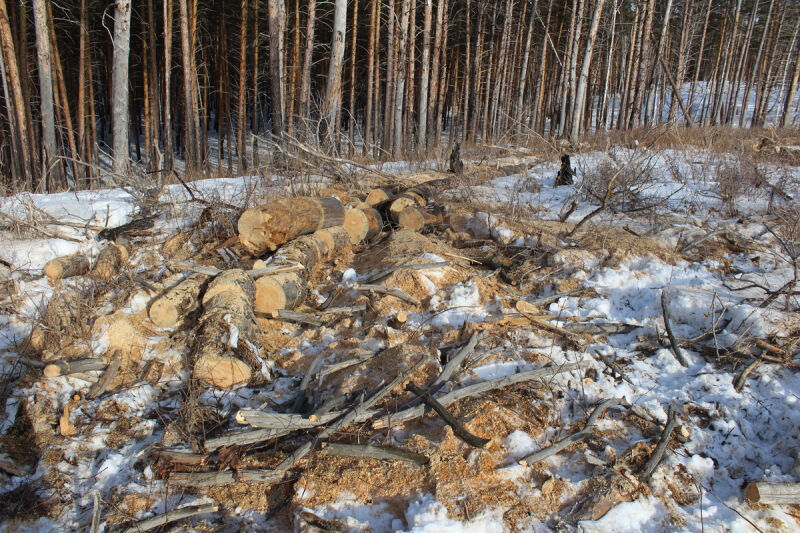 Судимый зауралец незаконно рубил сосны