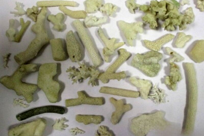 В память об отпуске жительница Кургана привезла в чемодане 124 коралла из Дубая