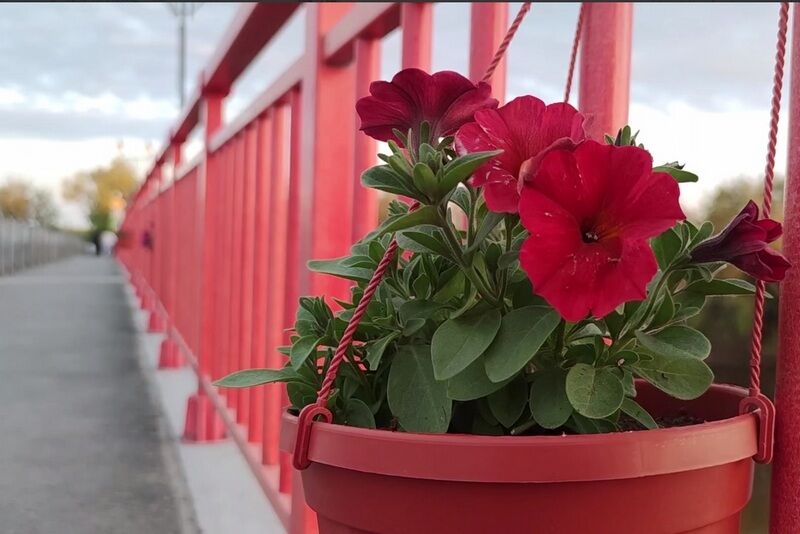 В Кургане похитили цветы с Кировского моста