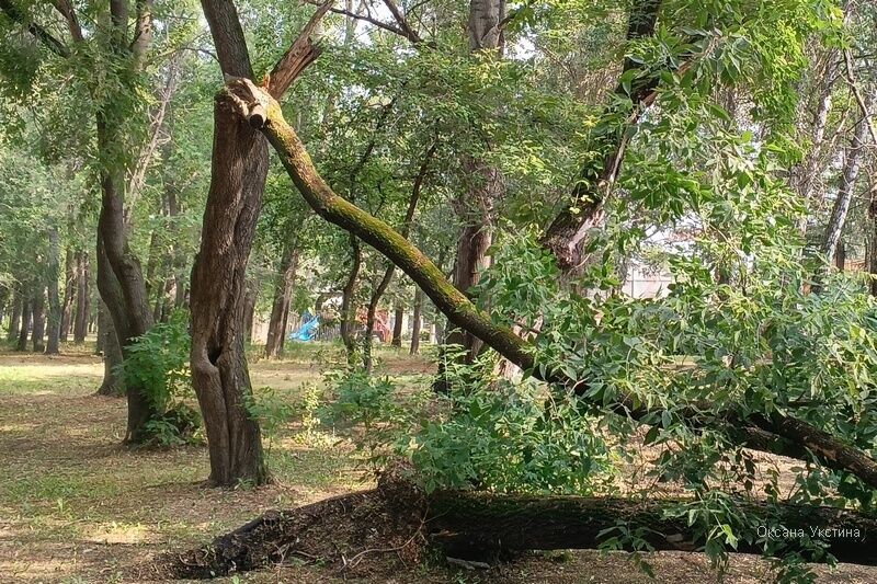 В Кургане в Центральном парке упало дерево во время грозы