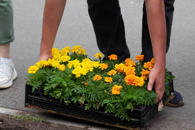 На Аллее Славы в Кургане появилась клумба в цветах георгиевской ленты