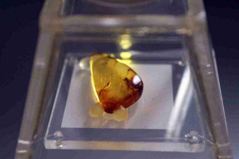 В Кургане работает выставка «Доисторические насекомые в янтаре»
