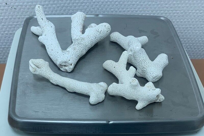 В тюменском аэропорту таможенники изъяли у пассажира не задекларированные кораллы