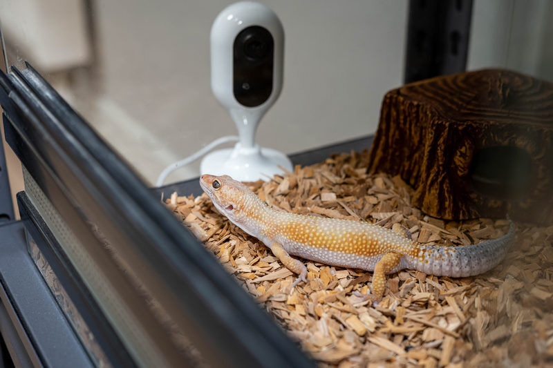 Раскрываем тайны: как умные камеры «Ростелекома» помогли найти беглянку