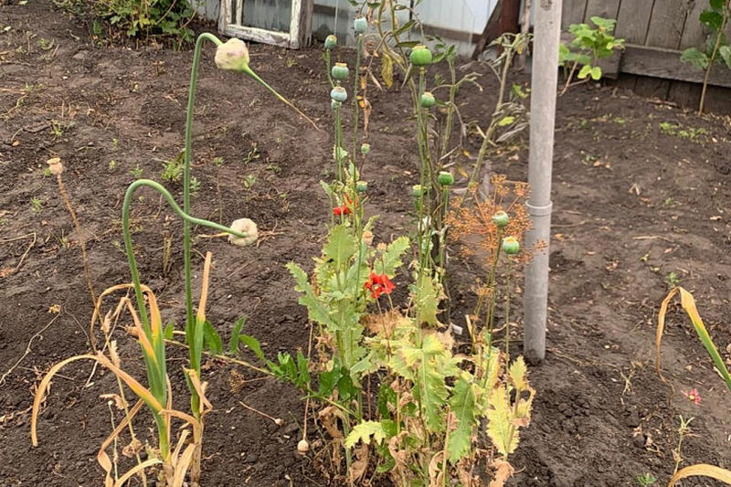 Зауралец ответит в суде за выращивание мака