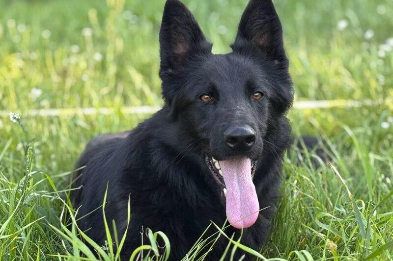 Курганцы могут бесплатно взять служебную овчарку