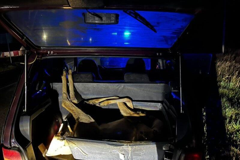 В Курганской области задержан браконьер за отстрел косули в заказнике