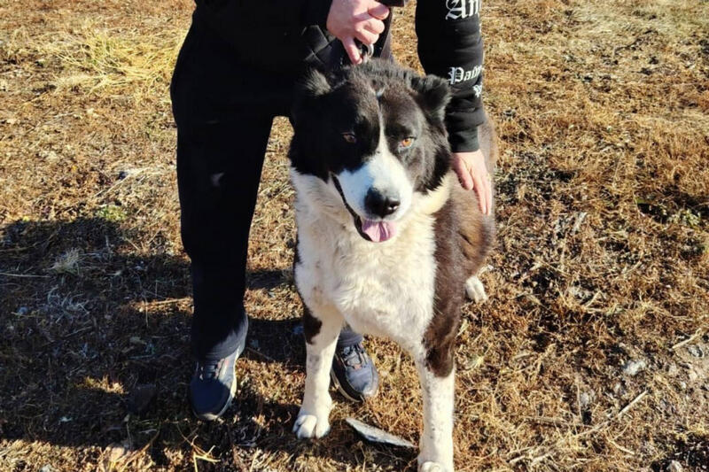 В Кургане алабай Берта из муниципального приюта обрела новый дом