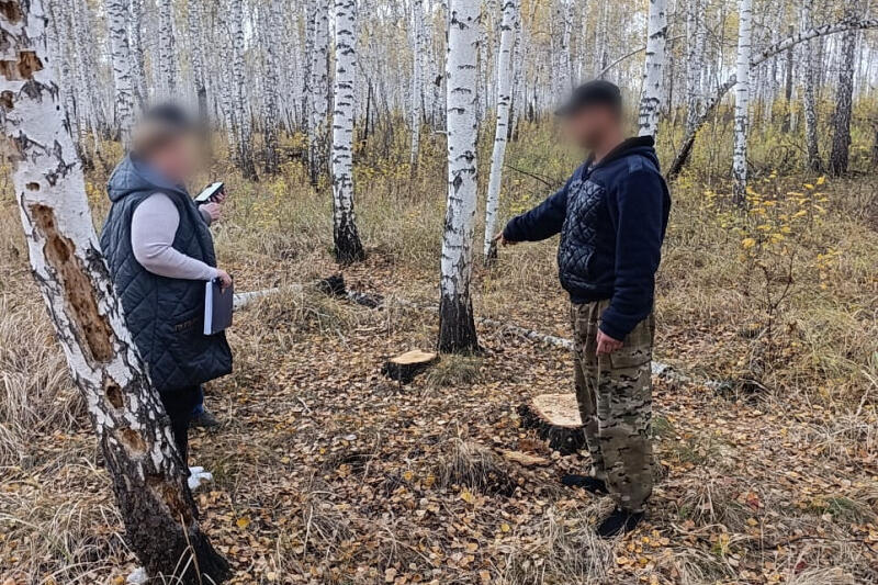 Зауралец спилил семь берез без спроса и заработал уголовное дело