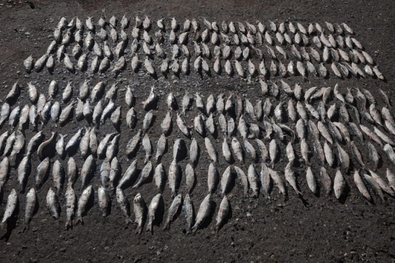 В Курганской области рыбак незаконно выловил 490 рыб пеляди на 450 тысяч рублей