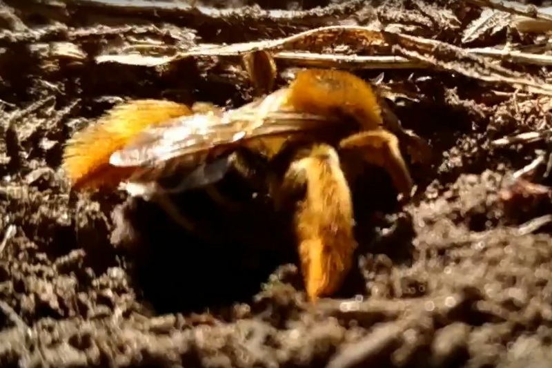 Земляная пчела роет дом