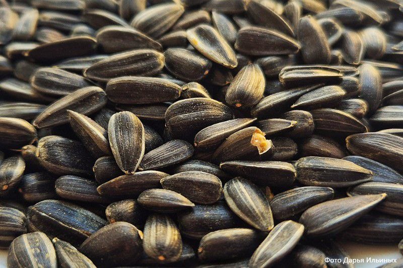 В Курганской области в продажу могли попасть две тонны семечек с волосатым клещом