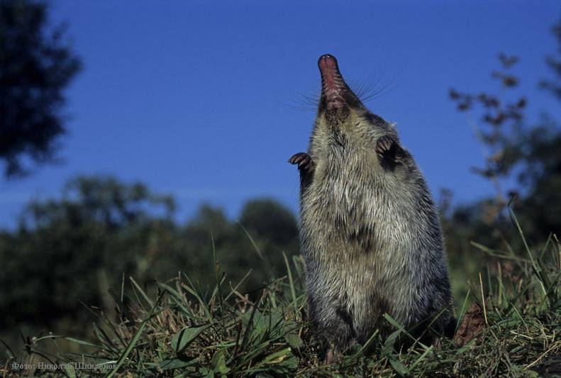 В Курганской области займутся спасением популяции выхухоли