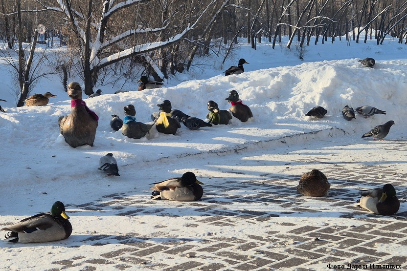 Первая неделя февраля в Кургане будет умеренно морозной